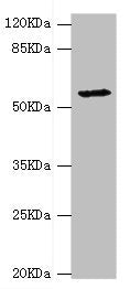 Western blot | All lanes: DPYS antibody at 1.34μg/ml + Mouse liver tissue | Secondary | Goat polyclonal to rabbit IgG at 1/10000 dilution | Predicted band size: 57 kDa | Observed band size: 57 kDa