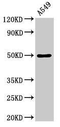 Western Blot  | Positive WB detected in: A549 whole cell lysate  | All lanes: DRD1 antibody at 3.5µg/ml  | Secondary  | Goat polyclonal to rabbit IgG at 1/50000 dilution  | Predicted band size: 50 kDa  | Observed band size: 50 kDaRabbit anti-Human DRD1 Polyclonal Antibody