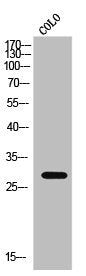 Western Blot analysis of COLO cells using Claudin-3 Polyclonal AntibodyRabbit anti-Human CLDN3 Polyclonal Antibody