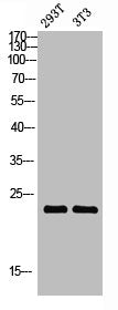 Western blot analysis of 293T 3T3 lysis using Claudin-3 antibody.Rabbit anti-Human CLDN3 Polyclonal Antibody