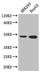 Western Blot  | Positive WB detected in: HEK293 whole cell lysate, HepG2 whole cell lysate  | All lanes: EBI3 antibody at 3µg/ml  | Secondary  | Goat polyclonal to rabbit IgG at 1/50000 dilution  | Predicted band size: 26 kDa  | Observed band size: 48 kDaRabbit anti-Human EBI3 Polyclonal Antibody