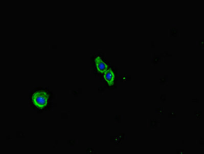 Immunofluorescent analysis of HepG2 cells using ECEL1 Antibody at dilution of 1:100 and Alexa Fluor 488-congugated AffiniPure Goat Anti-Rabbit IgG(H+L)