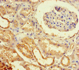 Immunohistochemistry of paraffin-embedded human kidney tissue using the antibody at dilution of 1:100