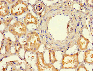 Immunohistochemistry of paraffin-embedded human kidney tissue using EFCAB7 Antibody at dilution of 1:100Rabbit anti-Human EFCAB7 Polyclonal Antibody