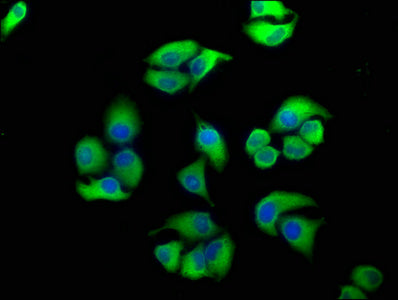 Immunofluorescence staining of Hela cells with EIF2AK3 Antibody at 1:100, counter-stained with DAPI. The cells were fixed in 4% formaldehyde, permeabilized using 0.2% Triton X-100 and blocked in 10% normal Goat Serum. The cells were then incubated with the antibody overnight at 4°C. The secondary antibody was Alexa Fluor 488-congugated AffiniPure Goat Anti-Rabbit IgG(H+L).Rabbit anti-Human EIF2AK3 Polyclonal Antibody