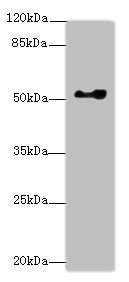 Western blot | All lanes: EIF2S3antibody at 0.83μg/ml + Hela whole cell lysate | Secondary | Goat polyclonal to rabbit IgG at 1/10000 dilution | Predicted band size: 51 kDa | Observed band size: 51 kDaRabbit anti-Human EIF2S3 Polyclonal Antibody