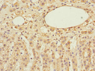 Immunohistochemistry of paraffin-embedded human adrenal gland tissue using EIF3F Antibody at dilution of 1:100Rabbit anti-Human EIF3F Polyclonal Antibody