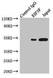 Immunoprecipitating EIF3F in Jurkat whole cell lysate | Lane 1: Rabbit control IgG instead of (1μg) instead of EIF3F Antibody in Jurkat whole cell lysate. | For western blotting, a HRP-conjugated light chain specific antibody was used as the Secondary antibody (1/50000) | Lane 2: EIF3F Antibody (4μg) + Jurkat whole cell lysate (500μg) | Lane 3: Jurkat whole cell lysate (20μg)Rabbit anti-Human EIF3F Polyclonal Antibody