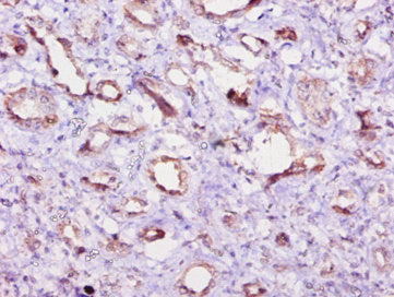 Immunohistochemistry of paraffin-embedded human kidney tissue using EIF4EBP2 Antibody at dilution of 1:10Rabbit anti-Human EIF4EBP2 Polyclonal Antibody
