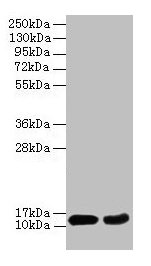 Western blot  | All lanes: EIF4EBP2 antibody at 2µg/ml  | Lane 1: Mouse heart tissue  | Lane 2: NIH/3T3 whole cell lysate  | Secondary  | Goat polyclonal to rabbit IgG at 1/10000 dilution  | Predicted band size: 13 kDa  | Observed band size: 13 kDaRabbit anti-Human EIF4EBP2 Polyclonal Antibody