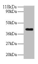Western blot  | All lanes: ELAVL2 antibody at 2µg/ml + Mouse brain tissue  | Secondary  | Goat polyclonal to rabbit IgG at 1/10000 dilution  | Predicted band size: 40, 39 kDa  | Observed band size: 40 kDaRabbit anti-Human ELAVL2 Polyclonal Antibody