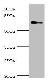 Western blot | All lanes: ELF1 antibody at 1.88μg/ml + Hela whole cell lysate | Secondary | Goat polyclonal to rabbit IgG at 1/10000 dilution | Predicted band size: 68, 65 kDa | Observed band size: 68 kDaRabbit anti-Human ELF1 Polyclonal Antibody