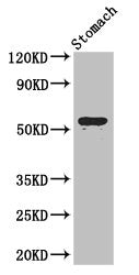 Western Blot  | Positive WB detected in: Mouse stomach tissue  | All lanes: ENTPD8 antibody at 2µg/ml  | Secondary  | Goat polyclonal to rabbit IgG at 1/50000 dilution  | Predicted band size: 54, 50 kDa  | Observed band size: 54 kDaRabbit anti-Human ENTPD8 Polyclonal Antibody
