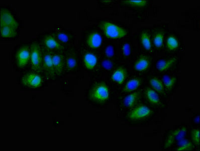 Immunofluorescent analysis of A549 cells using EPHA5 Antibody at dilution of 1:100 and Alexa Fluor 488-congugated AffiniPure Goat Anti-Rabbit IgG(H+L)Rabbit anti-Human EPHA5 Polyclonal Antibody