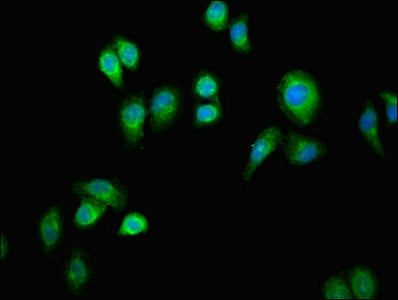 Immunofluorescent analysis of A549 cells using ERAL1 Antibody at dilution of 1:100 and Alexa Fluor 488-congugated AffiniPure Goat Anti-Rabbit IgG(H+L)Rabbit anti-Human ERAL1 Polyclonal Antibody