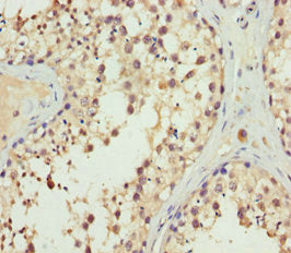 Immunohistochemistry of paraffin-embedded human testis tissue using ERLIN2 Antibody at dilution of 1:100Rabbit anti-Human ERLIN2 Polyclonal Antibody