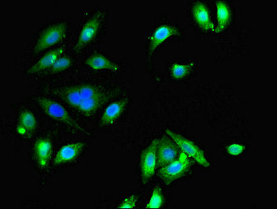 Immunofluorescent analysis of A549 cells using ETNK1 Antibody at dilution of 1:100 and Alexa Fluor 488-congugated AffiniPure Goat Anti-Rabbit IgG(H+L)Rabbit anti-Human ETNK1 Polyclonal Antibody