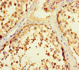 Immunohistochemistry of paraffin-embedded human testis tissue using the antibody at dilution of 1:100Rabbit anti-Human F2R Polyclonal Antibody