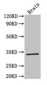 Western Blot  | Positive WB detected in: Mouse brain tissue  | All lanes: F3 antibody at 4µg/ml  | Secondary  | Goat polyclonal to rabbit IgG at 1/50000 dilution  | Predicted band size: 34, 28 kDa  | Observed band size: 34 kDaRabbit anti-Human F3 Polyclonal Antibody