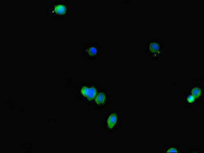 Immunofluorescent analysis of HepG2 cells using FABP7 Antibody at dilution of 1:100 and Alexa Fluor 488-congugated AffiniPure Goat Anti-Rabbit IgG(H+L)Rabbit anti-Human FABP7 Polyclonal Antibody