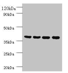 Western blot | All lanes: Prootein FAM110B antibody at 2μg/ml | Lane 1: Mouse sexual gland tissue | Lane 2: HepG2 whole cell lysate | Lane 3: Mouse spleen tissue | Lane 4: A431 whole cell lysate | Secondary | Goat polyclonal to rabbit IgG at 1/10000 dilution | Predicted band size: 41 kDa | Observed band size: 41 kDaRabbit anti-Human FAM110B Polyclonal Antibody