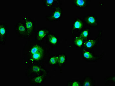 Immunofluorescence staining of A549 cells with FAM83G Antibody at 1:133, counter-stained with DAPI. The cells were fixed in 4% formaldehyde, permeabilized using 0.2% Triton X-100 and blocked in 10% normal Goat Serum. The cells were then incubated with the antibody overnight at 4°C. The secondary antibody was Alexa Fluor 488-congugated AffiniPure Goat Anti-Rabbit IgG(H+L).Rabbit anti-Human FAM83G Polyclonal Antibody
