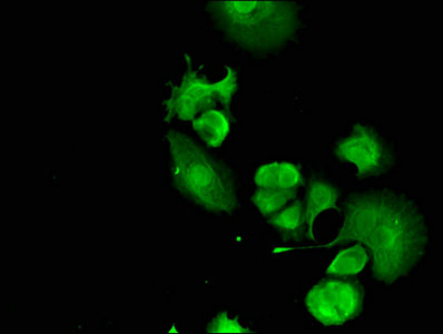 Immunofluorescent analysis of MCF-7 cells using FANCC Antibody at dilution of 1:100 and Alexa Fluor 488-congugated AffiniPure Goat Anti-Rabbit IgG(H+L)Rabbit anti-Human FANCC Polyclonal Antibody