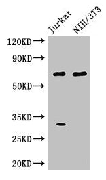 Western Blot  | Positive WB detected in: Jurkat whole cell lysate, NIH/3T3 whole cell lysate  | All lanes: FANCC antibody at 3µg/ml  | Secondary  | Goat polyclonal to rabbit IgG at 1/50000 dilution  | Predicted band size: 64 kDa  | Observed band size: 64 kDaRabbit anti-Human FANCC Polyclonal Antibody