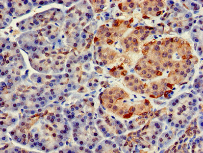 Immunohistochemistry of paraffin-embedded human pancreatic tissue using the antibody at dilution of 1:100