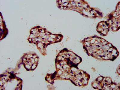 IHC image of FBLN2 Antibody diluted at 1:500 and staining in paraffin-embedded human placenta tissue performed on a Leica BondTM system. After dewaxing and hydration, antigen retrieval was mediated by high pressure in a citrate buffer (pH 6.0). Section was blocked with 10% normal goat serum 30min at RT. Then primary antibody (1% BSA) was incubated at 4°C overnight. The primary is detected by a biotinylated secondary antibody and visualized using an HRP conjugated SP system.Rabbit anti-Human FBLN2 Polyclonal Antibody
