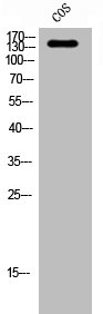 Western Blot analysis of COS cells using Abl1 Polyclonal AntibodyRabbit anti-Human ABL1 Polyclonal Antibody