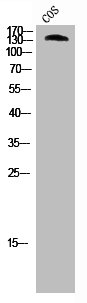 Western Blot analysis of cos-7 cells using Abl1 Polyclonal AntibodyRabbit anti-Human ABL1 Polyclonal Antibody