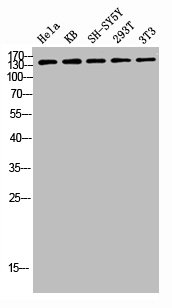 Western blot analysis of HELA KB SH-SY5Y 293T 3T3 lysis using Abl1 antibody.Rabbit anti-Human ABL1 Polyclonal Antibody