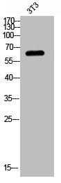 Western blot analysis of 3T3 lysis using Phospho-Fyn (Y530) antibody.Rabbit anti-Human Phospho-FYN (Y530) Polyclonal Antibody