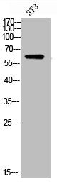 Western blot analysis of 3T3 lysis using Phospho-Fyn (Y530) antibody.Rabbit anti-Human Phospho-FYN (Y530) Polyclonal Antibody