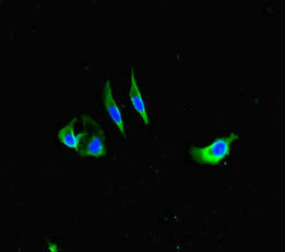 Immunofluorescent analysis of Hela cells using FCER1A Antibody at dilution of 1:100 and Alexa Fluor 488-congugated AffiniPure Goat Anti-Rabbit IgG(H+L)Rabbit anti-Human FCER1A Polyclonal Antibody
