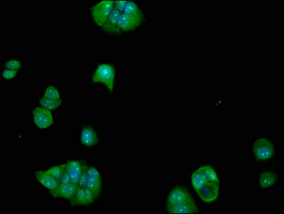 Immunofluorescence staining of MCF-7 cells with FCHO1 Antibody at 1:100, counter-stained with DAPI. The cells were fixed in 4% formaldehyde, permeabilized using 0.2% Triton X-100 and blocked in 10% normal Goat Serum. The cells were then incubated with the antibody overnight at 4°C. The secondary antibody was Alexa Fluor 488-congugated AffiniPure Goat Anti-Rabbit IgG(H+L).Rabbit anti-Human FCHO1 Polyclonal Antibody