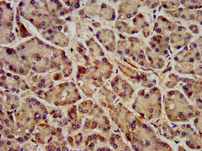 IHC image of FFAR1 Antibody diluted at 1:400 and staining in paraffin-embedded human pancreatic tissue performed on a Leica BondTM system. After dewaxing and hydration, antigen retrieval was mediated by high pressure in a citrate buffer (pH 6.0). Section was blocked with 10% normal goat serum 30min at RT. Then primary antibody (1% BSA) was incubated at 4°C overnight. The primary is detected by a biotinylated secondary antibody and visualized using an HRP conjugated SP system.Rabbit anti-Human FFAR1 Polyclonal Antibody