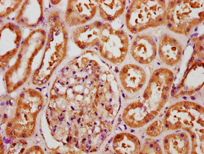 IHC image of FGF1 Antibody diluted at 1:289 and staining in paraffin-embedded human kidney tissue performed on a Leica BondTM system. After dewaxing and hydration, antigen retrieval was mediated by high pressure in a citrate buffer (pH 6.0). Section was blocked with 10% normal goat serum 30min at RT. Then primary antibody (1% BSA) was incubated at 4°C overnight. The primary is detected by a biotinylated secondary antibody and visualized using an HRP conjugated SP system.Rabbit anti-Human FGF1 Polyclonal Antibody