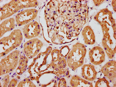 IHC image of FGF1 Antibody diluted at 1:289 and staining in paraffin-embedded human kidney tissue performed on a Leica BondTM system. After dewaxing and hydration, antigen retrieval was mediated by high pressure in a citrate buffer (pH 6.0). Section was blocked with 10% normal goat serum 30min at RT. Then primary antibody (1% BSA) was incubated at 4°C overnight. The primary is detected by a biotinylated secondary antibody and visualized using an HRP conjugated SP system.Rabbit anti-Human FGF1 Polyclonal Antibody