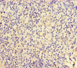 Immunohistochemistry of paraffin-embedded human spleen tissue using FGF13 Antibody at dilution of 1:100Rabbit anti-Human FGF13 Polyclonal Antibody