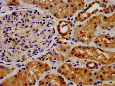 IHC image of the antibody diluted at 1:500 and staining in paraffin-embedded human kidney tissue performed on a Leica BondTM system. After dewaxing and hydration, antigen retrieval was mediated by high pressure in a citrate buffer (pH 6.0). Section was blocked with 10% normal goat serum 30min at RT. Then primary antibody (1% BSA) was incubated at 4°C overnight. The primary is detected by a biotinylated secondary antibody and visualized using an HRP conjugated SP system.Rabbit anti-Human FGFRL1 Polyclonal Antibody