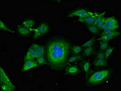 Immunofluorescent analysis of Hela cells using FGG Antibody at dilution of 1:100 and Alexa Fluor 488-congugated AffiniPure Goat Anti-Rabbit IgG(H+L)Rabbit anti-Human FGG Polyclonal Antibody