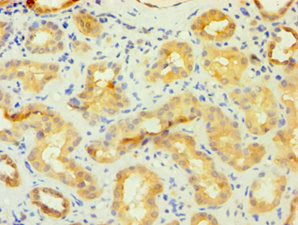 Immunohistochemistry of paraffin-embedded human kidney tissue using FKBP4 Antibody at dilution of 1:100Rabbit anti-Human FKBP4 Polyclonal Antibody
