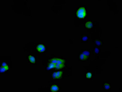 Immunofluorescent analysis of MCF-7 cells using FKBP6 Antibody at dilution of 1:100 and Alexa Fluor 488-congugated AffiniPure Goat Anti-Rabbit IgG(H+L)Rabbit anti-Human FKBP6 Polyclonal Antibody