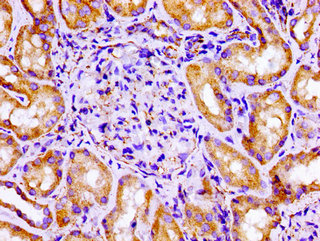 Immunohistochemistry of paraffin-embedded human kidney tissue using FLNA Antibody at dilution of 1:100Rabbit anti-Human FLNA Polyclonal Antibody