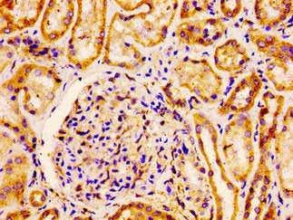 IHC image of FLOT1 Antibody diluted at 1:100 and staining in paraffin-embedded human kidney tissue performed on a Leica BondTM system. After dewaxing and hydration, antigen retrieval was mediated by high pressure in a citrate buffer (pH 6.0). Section was blocked with 10% normal goat serum 30min at RT. Then primary antibody (1% BSA) was incubated at 4°C overnight. The primary is detected by a biotinylated secondary antibody and visualized using an HRP conjugated ABC system.Rabbit anti-Human FLOT1 Polyclonal Antibody