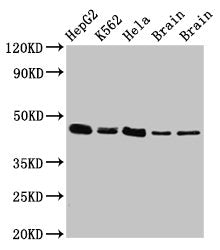 Western Blot  | Positive WB detected in: HepG2 whole cell lysate, K562 whole cell lysate, Hela whole cell lysate, Rat brain tissue, Mouse brain tissue  | All lanes: FLOT1 antibody at 3µg/ml  | Secondary  | Goat polyclonal to rabbit IgG at 1/50000 dilution  | Predicted band size: 48, 43 kDa  | Observed band size: 48 kDaRabbit anti-Human FLOT1 Polyclonal Antibody