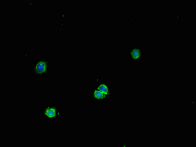 Immunofluorescent analysis of HepG2 cells using FNTB Antibody at dilution of 1:100 and Alexa Fluor 488-congugated AffiniPure Goat Anti-Rabbit IgG(H+L)Rabbit anti-Human FNTB Polyclonal Antibody
