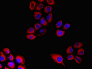 Immunofluorescent analysis of A549 cells using FPR3 Antibody at dilution of 1:100 and Cy3-congugated Goat Anti-Rabbit IgGRabbit anti-Human FPR3 Polyclonal Antibody